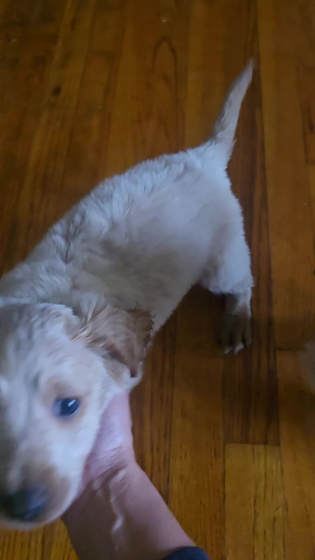 Mini Goldendoodle dogs for sale: Rocky - Video 2