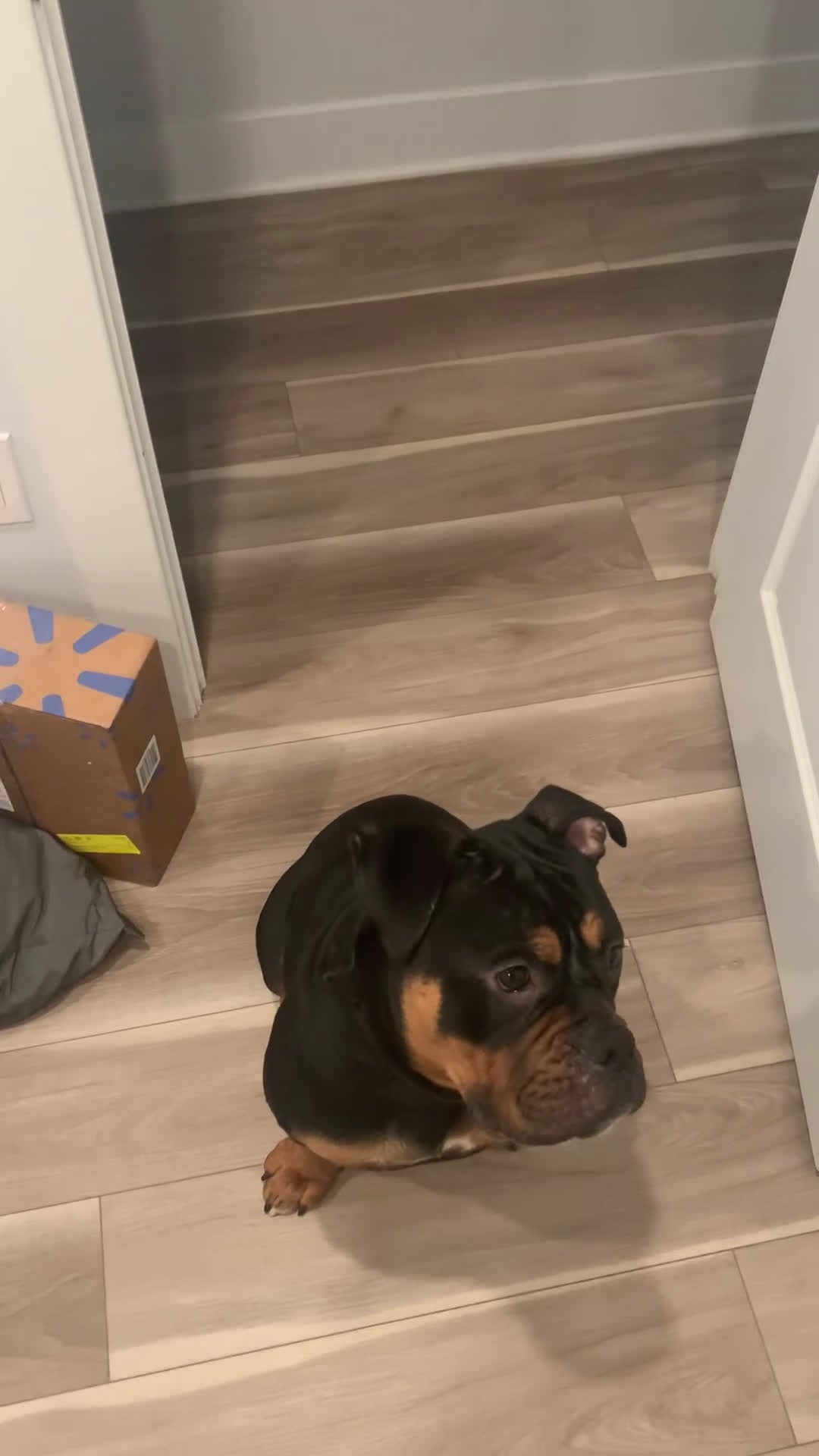 Mixed Breed dogs for sale: Champ - Video 1