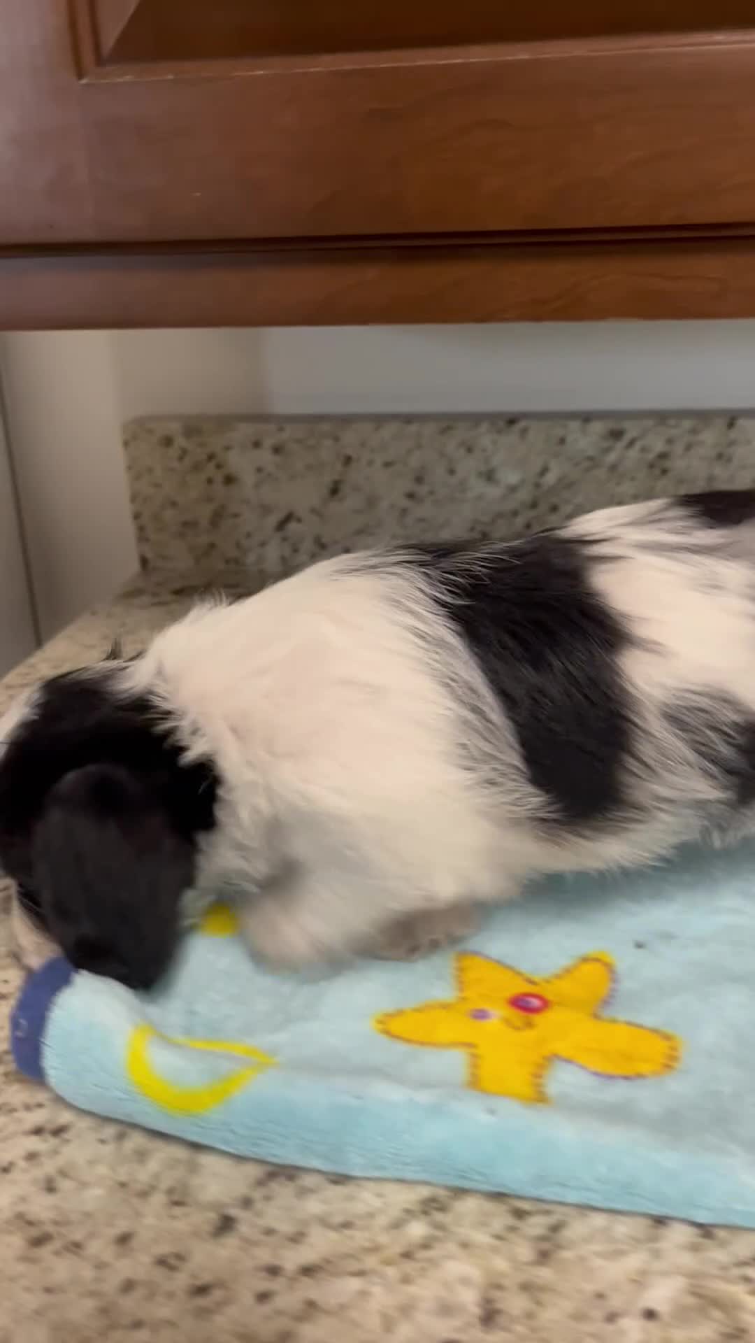 Mixed Breed dogs for sale: Colby  - Video 1