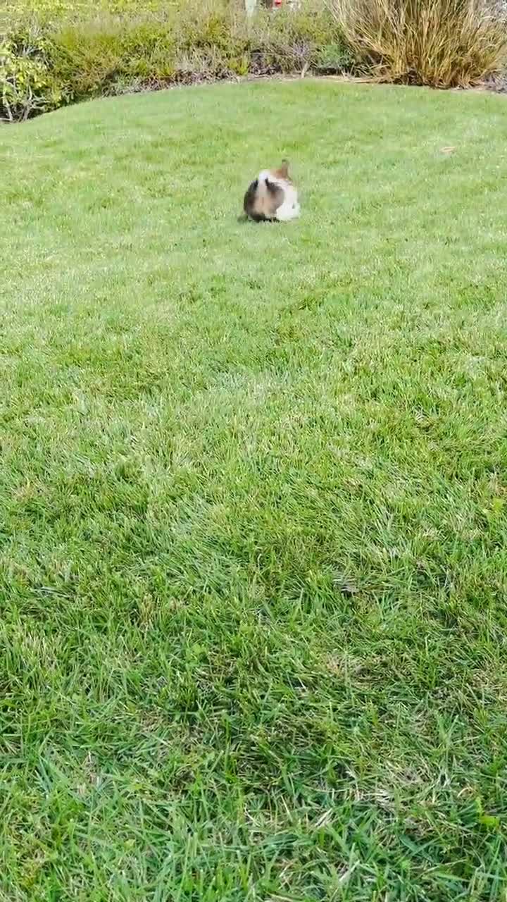 Mixed Breed dogs for sale: 🐶Teddy Bear Blue💙 - Video 7