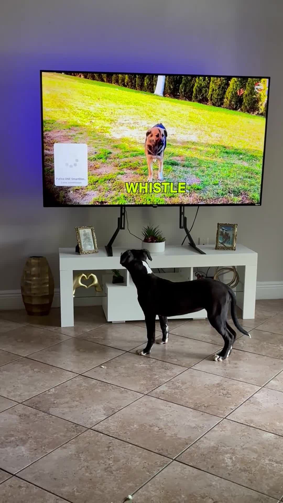 American Staffordshire Terrier dogs for sale: American Staffordshire Terrier Puppy 1 - Video 1