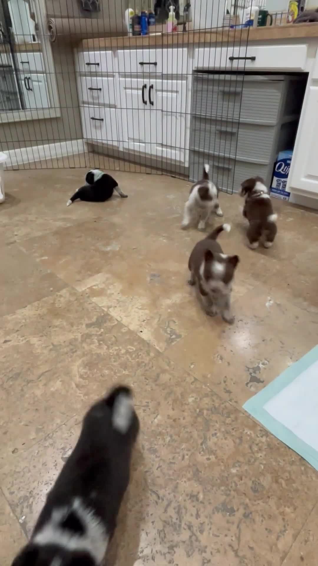 Mixed Breed dogs for sale: Blue Collar - Video 1