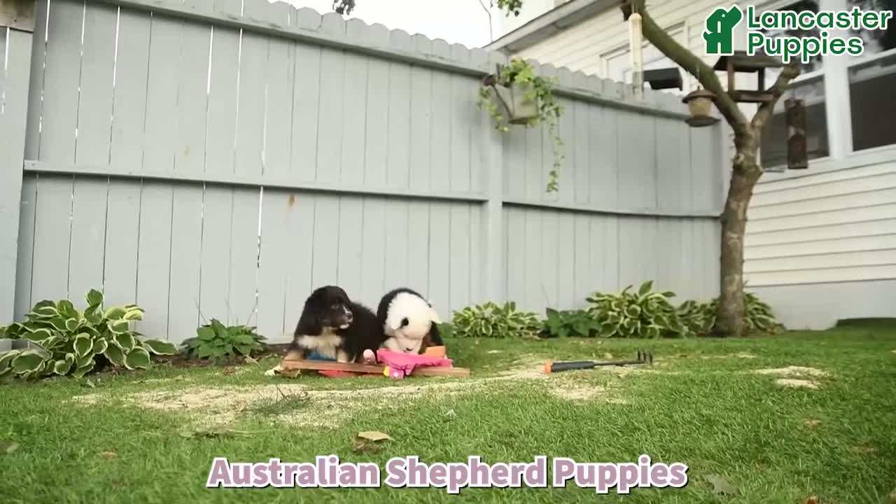 Australian Shepherd dogs for sale: Mason - Video 1