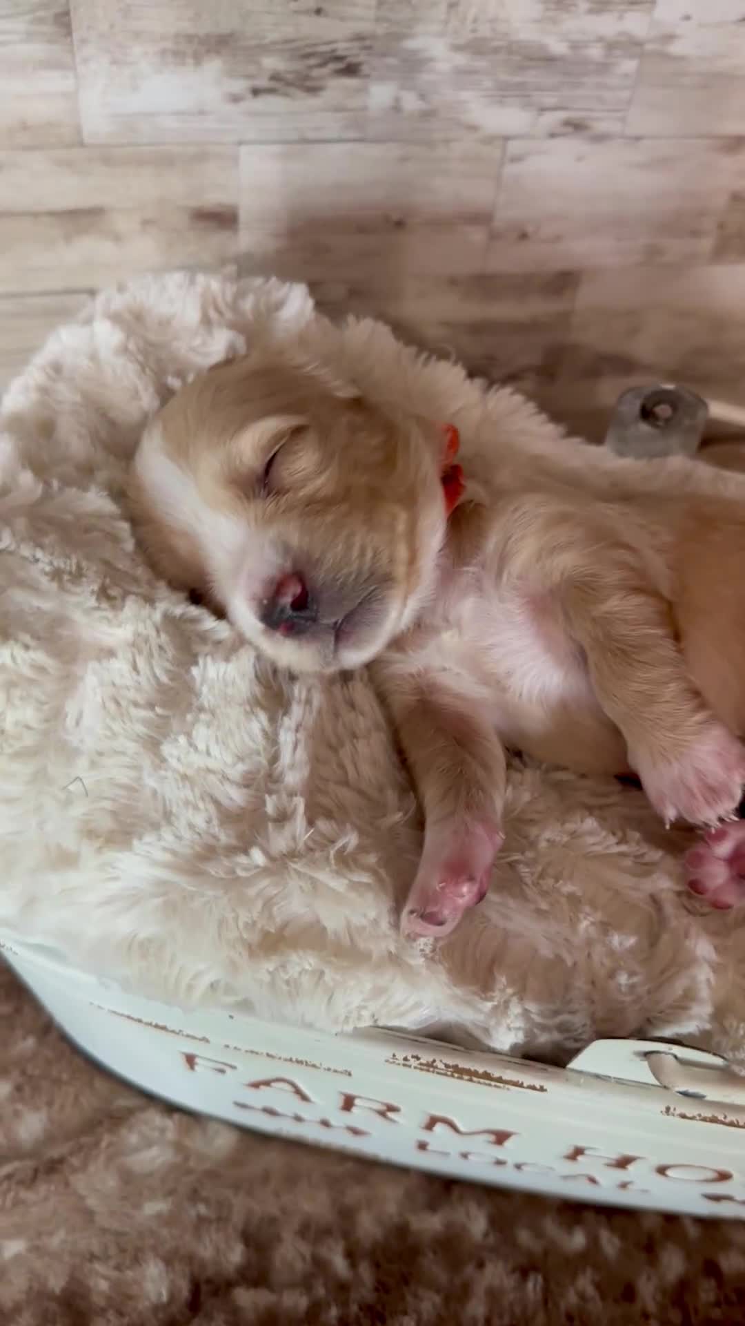 Miniature Dachshund dogs for sale: Happy - Video 1