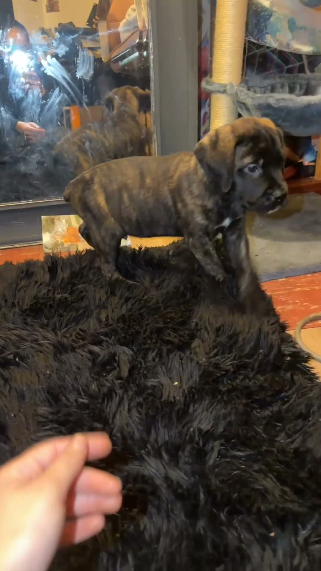 Mixed Breed dogs for sale: Mastidane/daniff pup 1 - Video 1