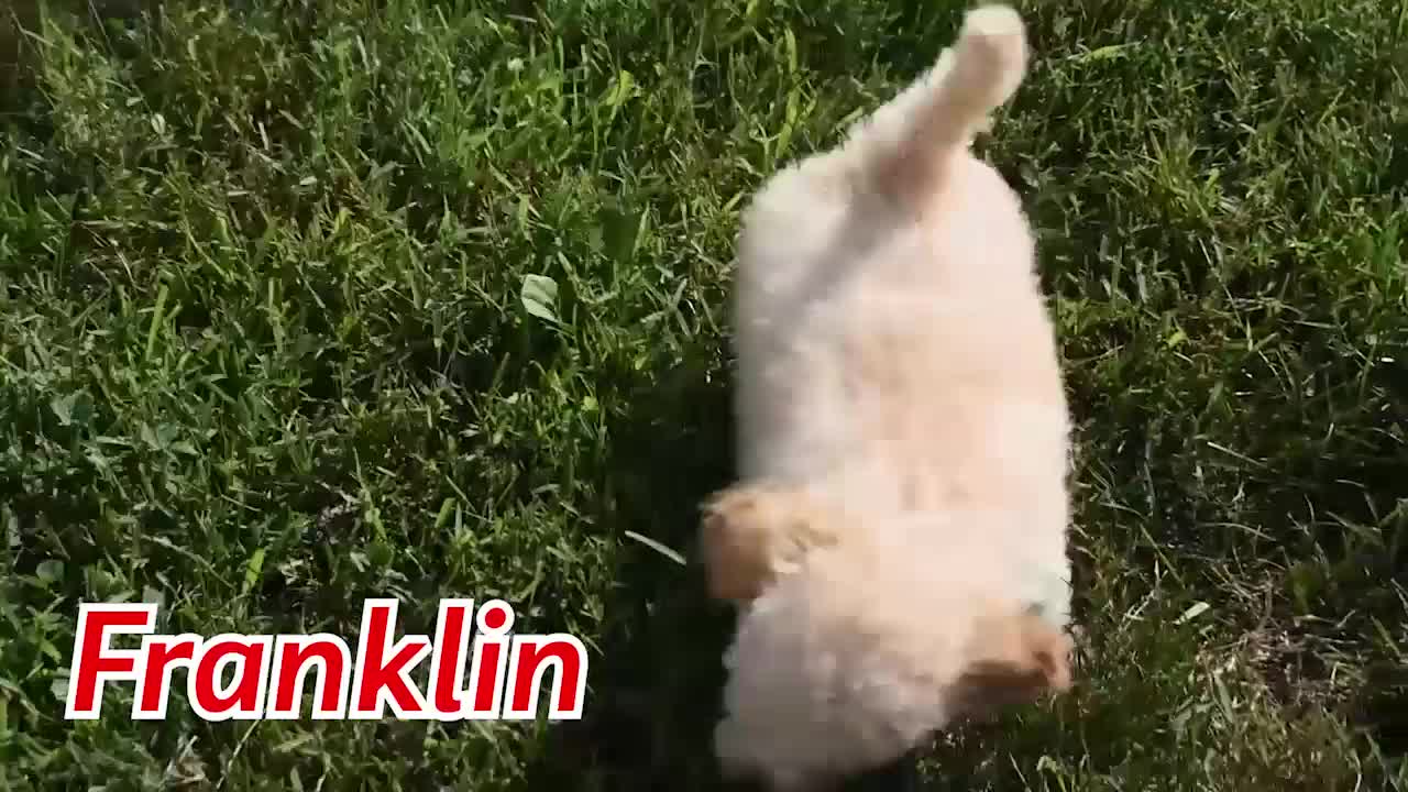 Maltipoo dogs for sale: Franklin 🐶 - Video 2