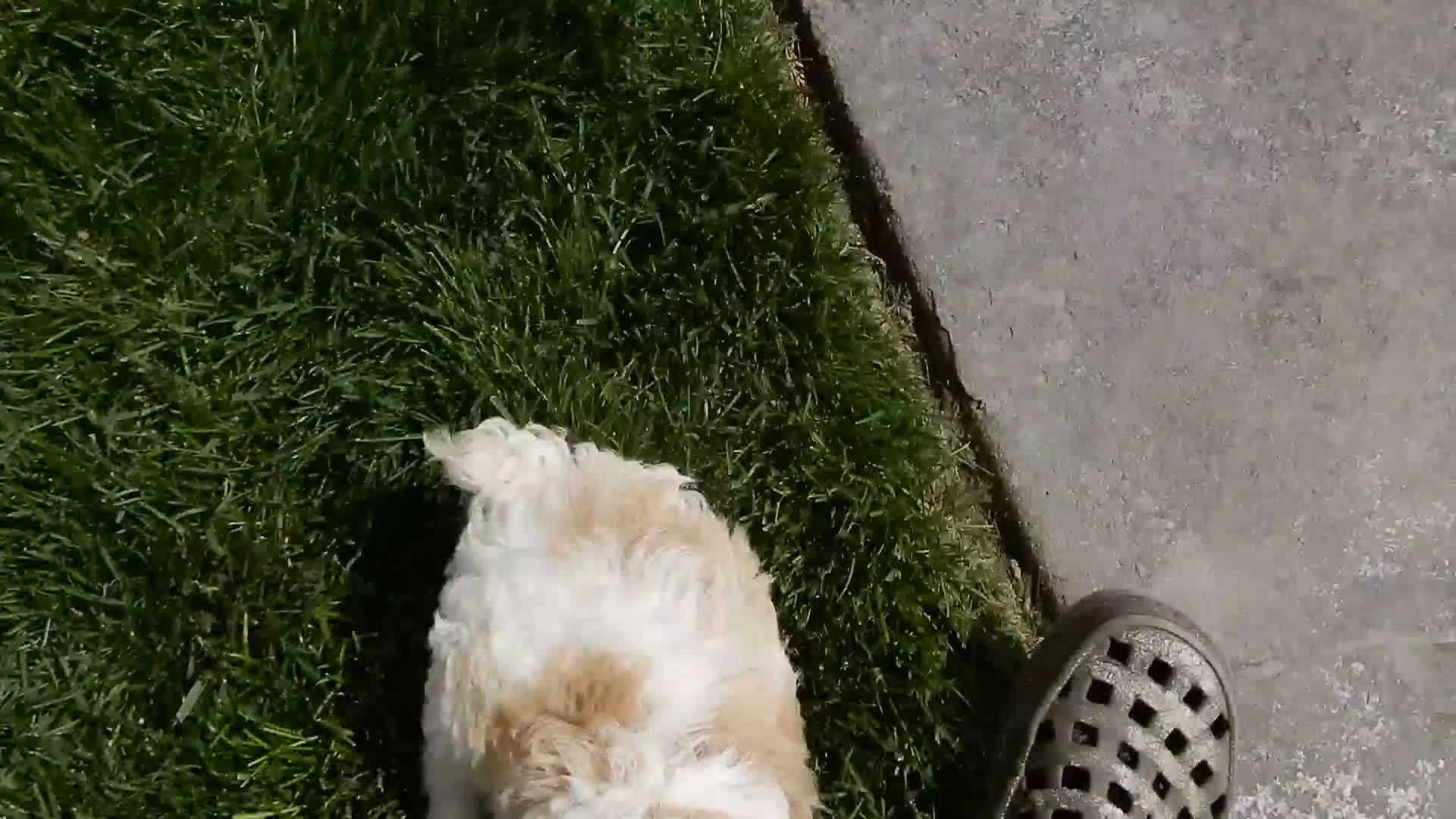 Cockapoo dogs for sale: Dolly - Video 2