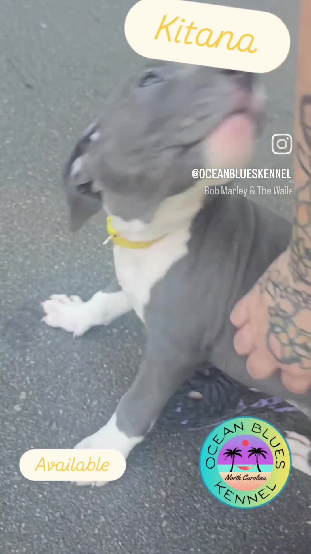 American Bully dogs for sale: Kitana - Video 1