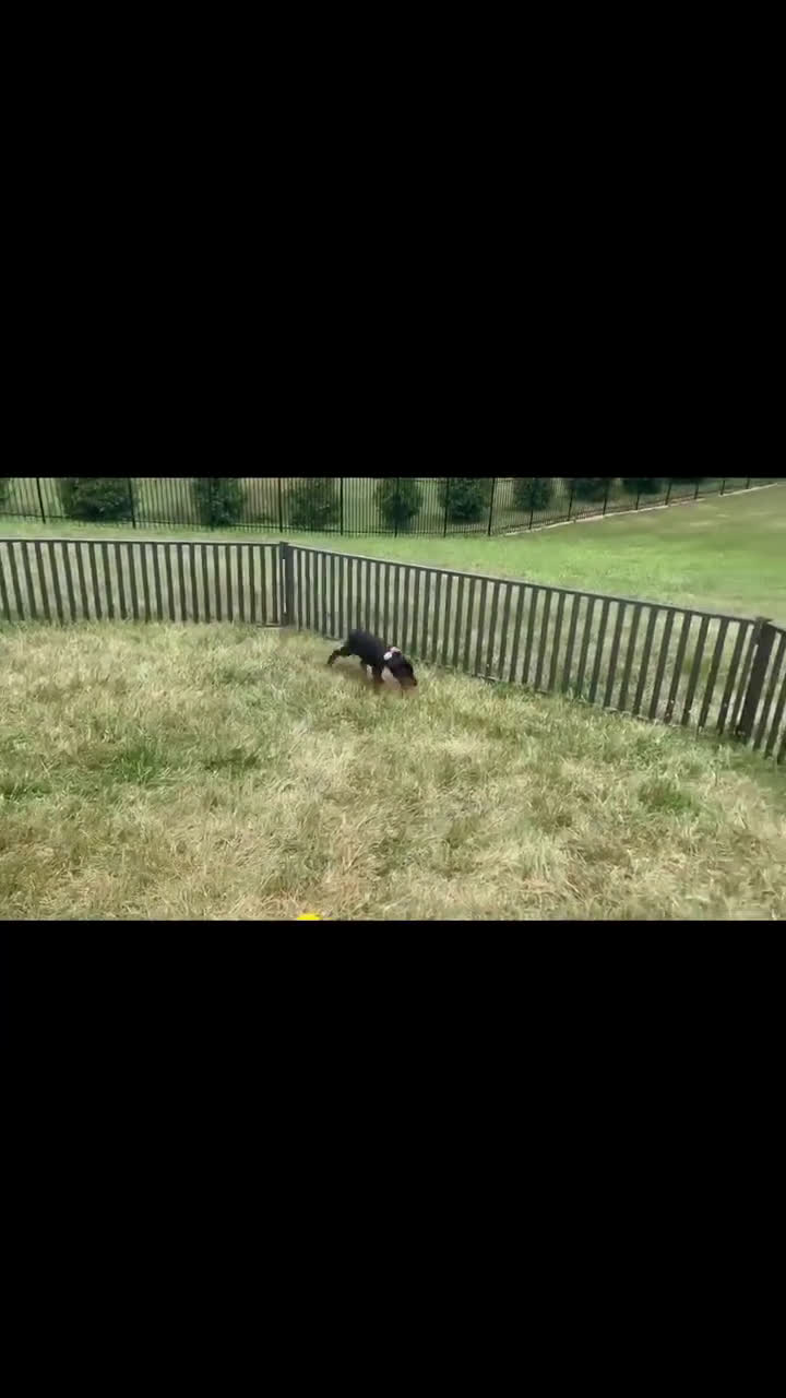 Doberman Pinscher dogs for sale: Zara AKC European Doberman HUGE - Video 6