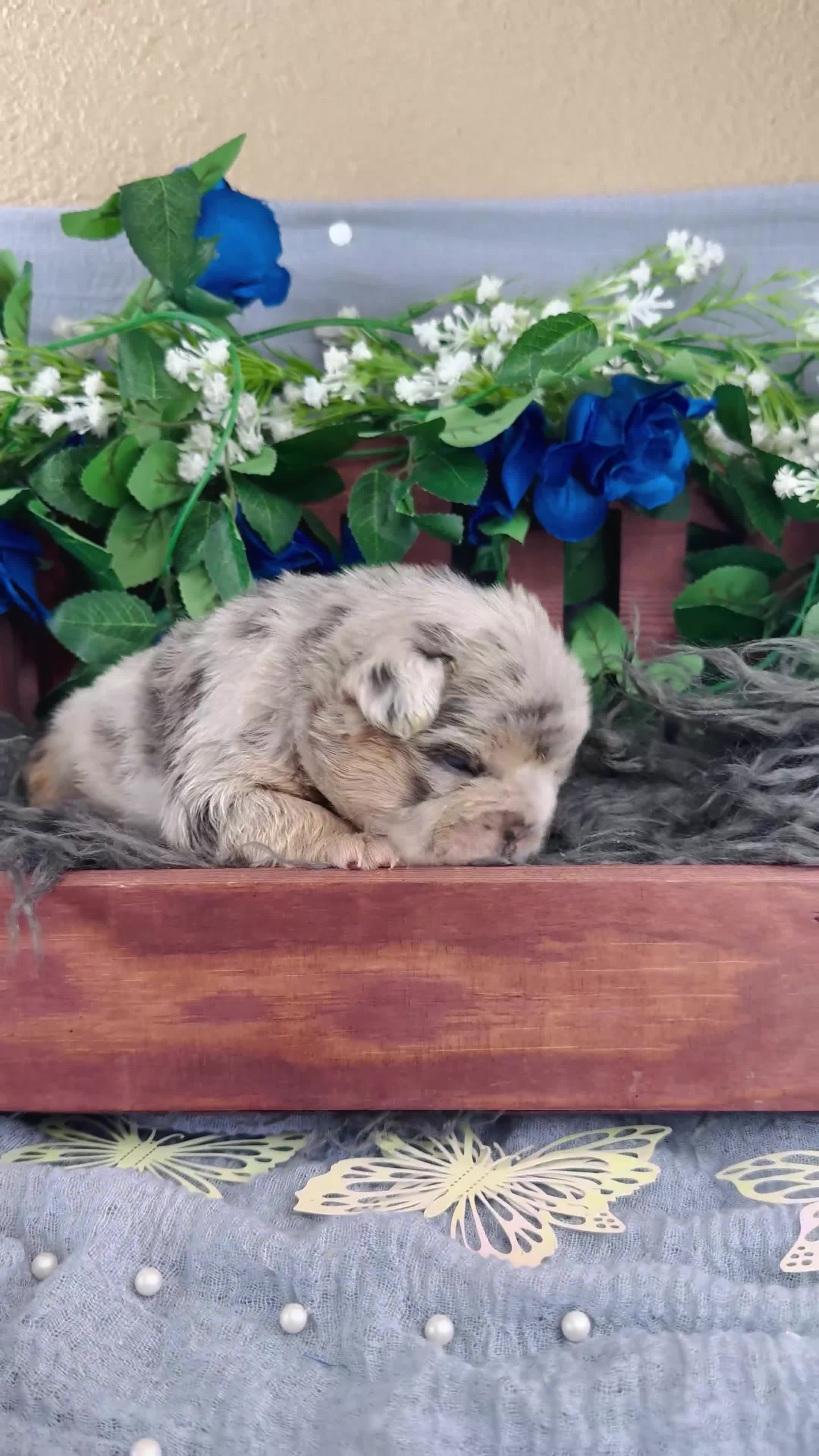 French Bulldog dogs for sale: Mrs. Pound Cake  - Video 4