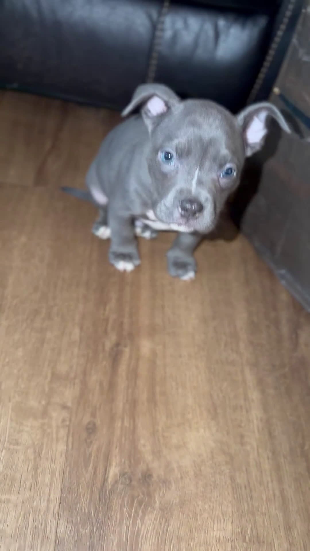 American Bully dogs for sale: American Bully Puppy 3 - Video 1