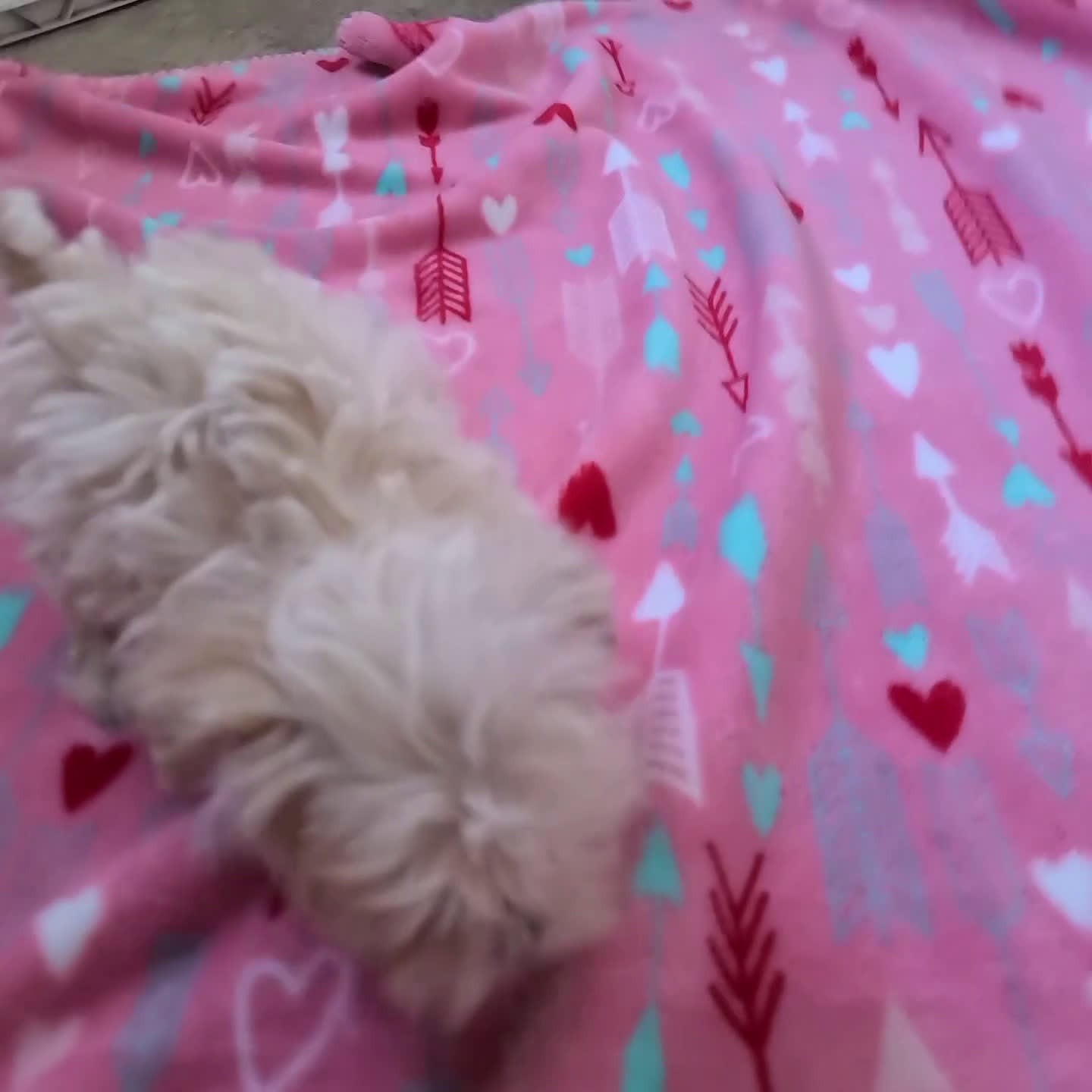 Maltipoo dogs for sale: Kaden - Video 1