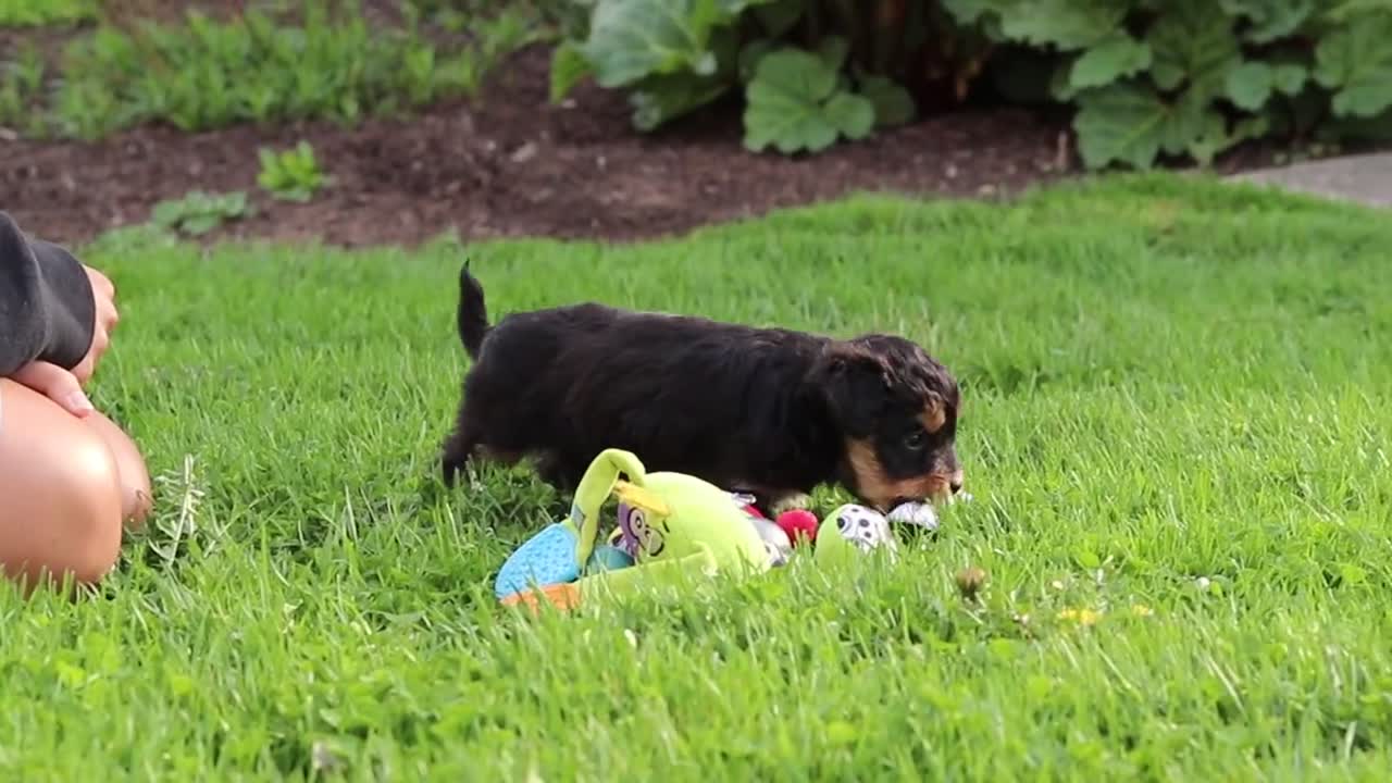 Mini Aussiedoodle dogs for sale: Aubrey - Video 1