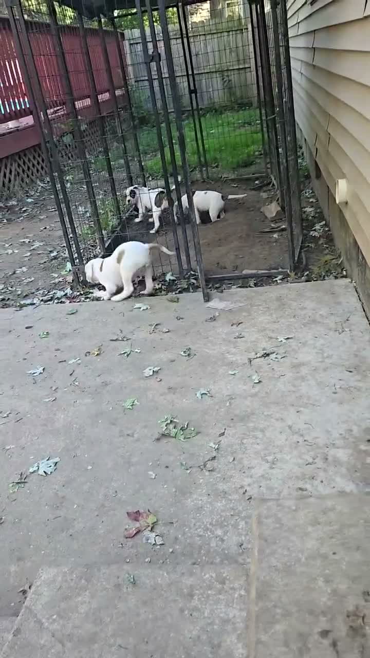 American Bulldog dogs for sale: American Bulldog 1 - Video 2