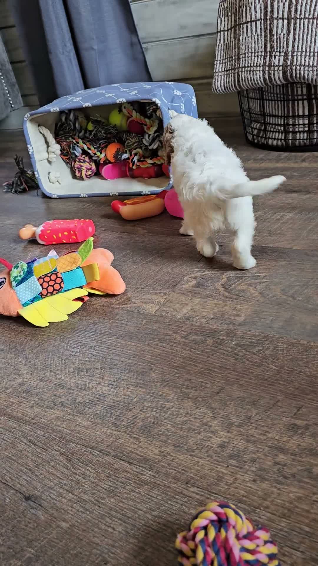 Cavapoo dogs for sale: Cavapoo 5 - Video 1