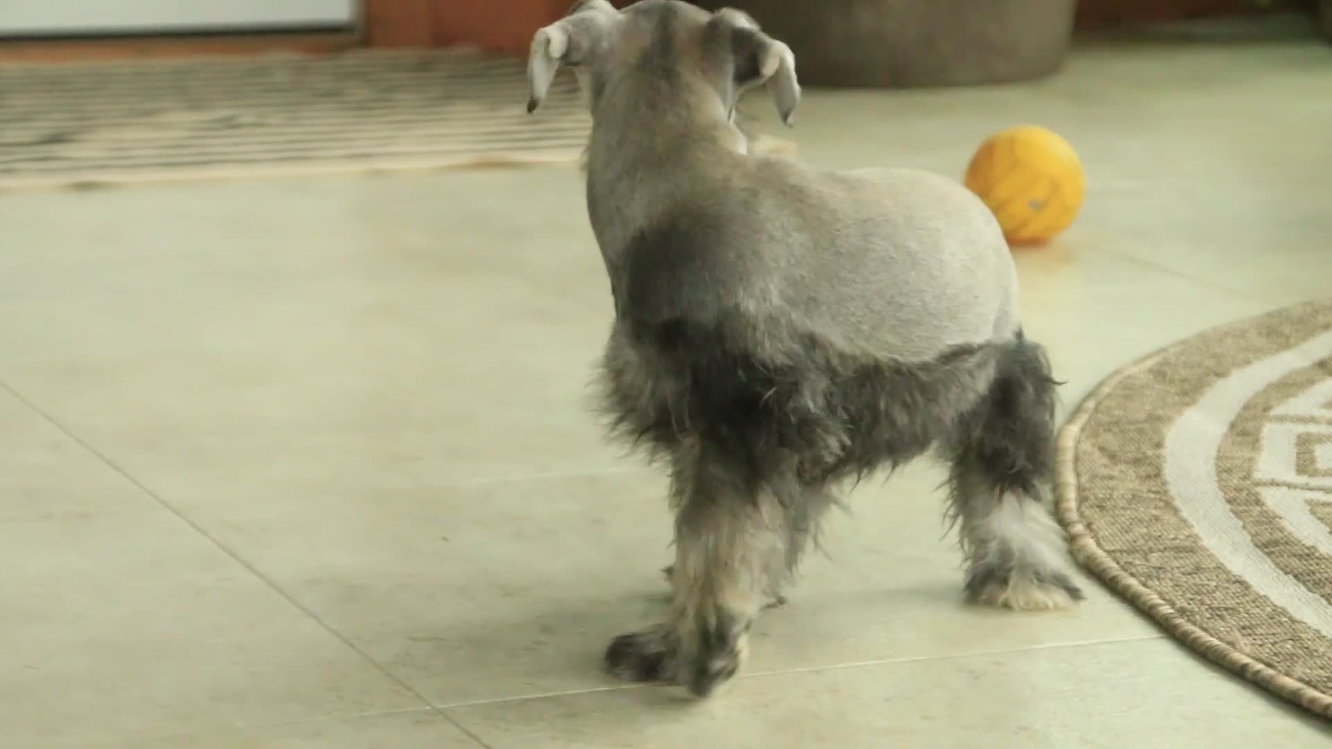 Miniature Schnauzer dogs for sale: Quest Miniature Schnauzer  - Video 5