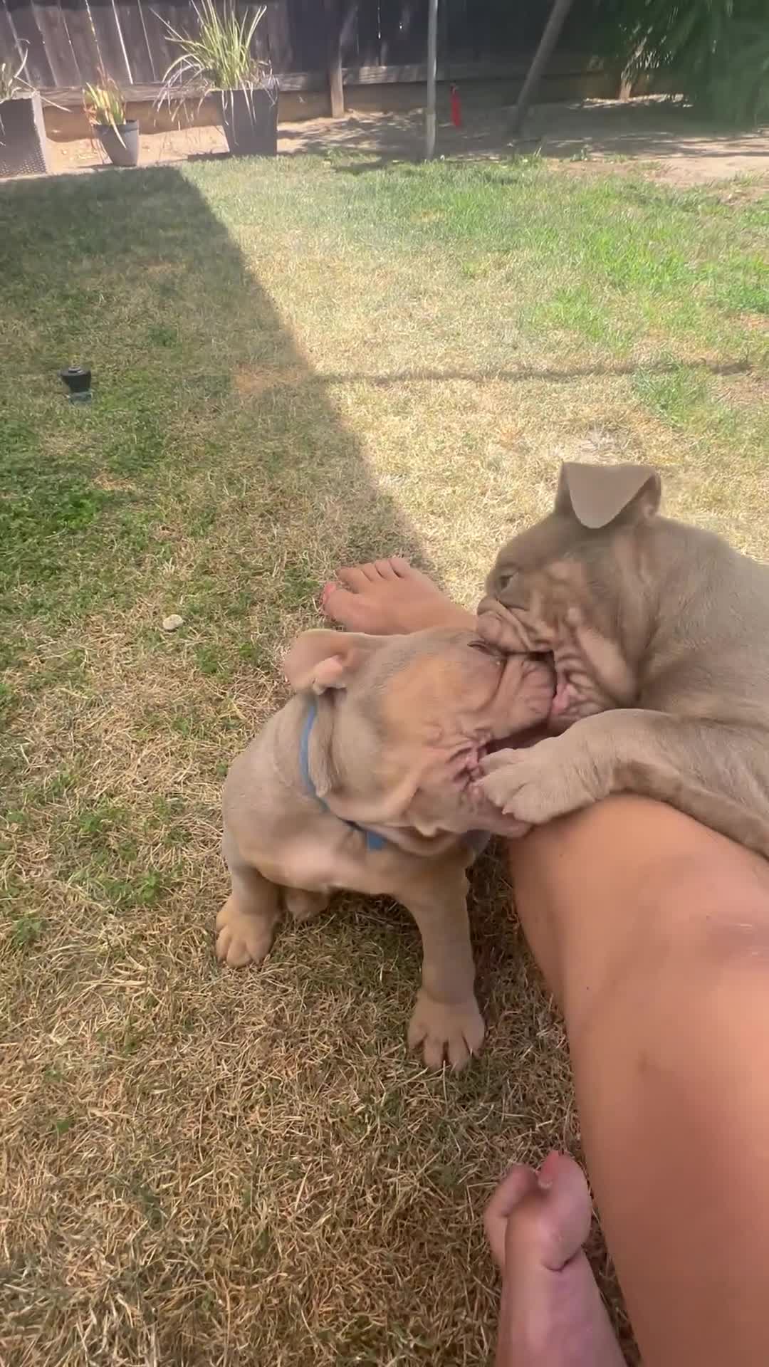 English Bulldog dogs for sale: English Bulldog 7 - Video 2