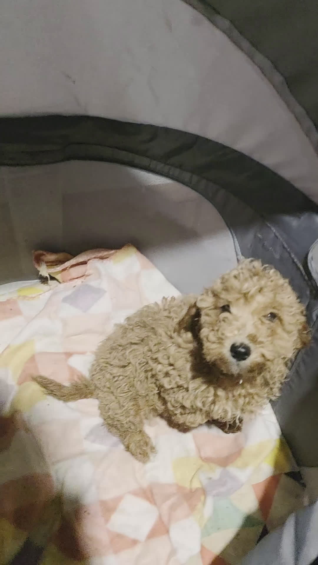 Cavapoo dogs for sale: Claire - Video 1