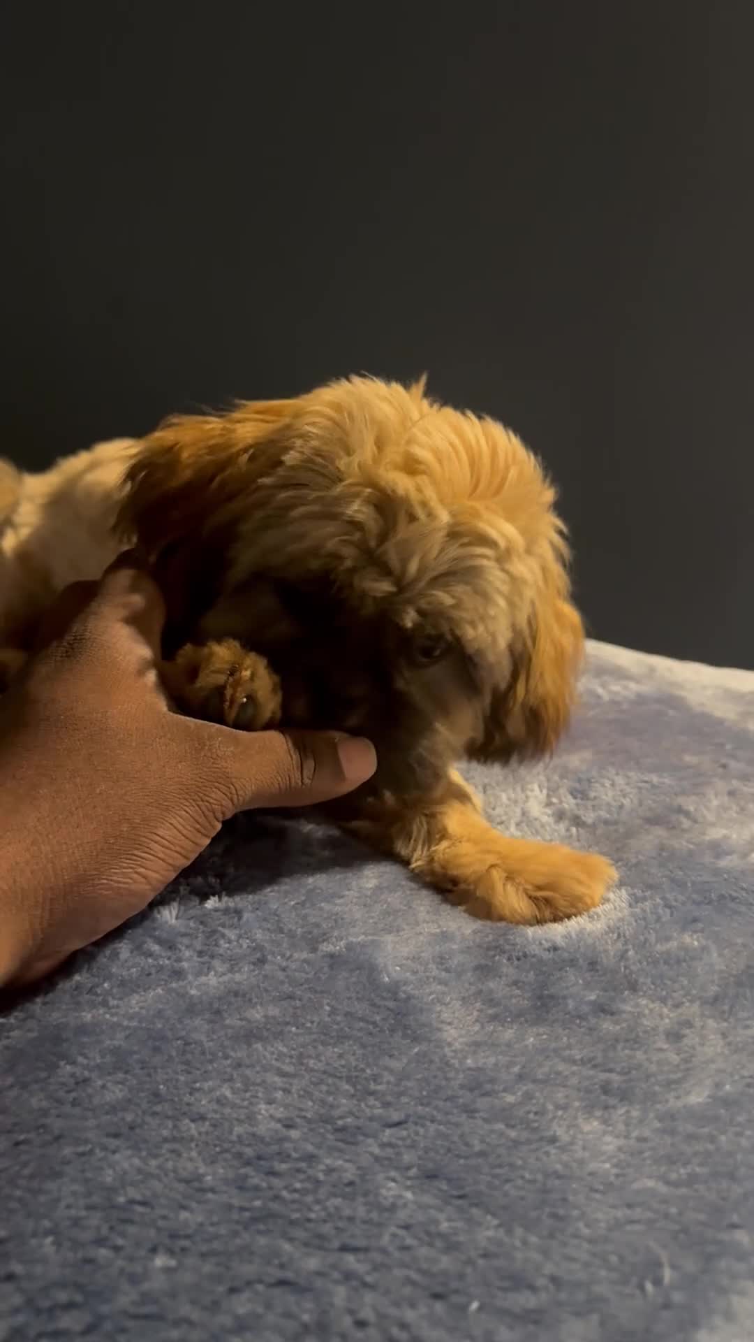 Shih Tzu dogs for sale: Shih Tzu Puppy 3 - Video 1