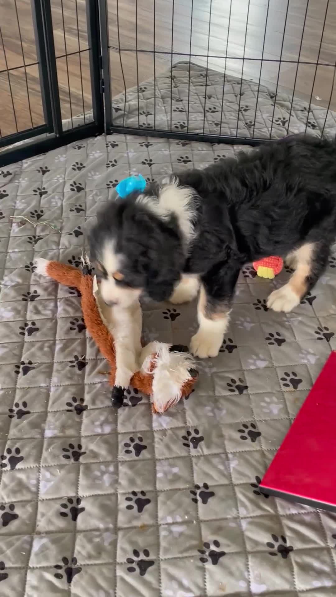 Bernedoodle dogs for sale: Ms. Harper - Video 1