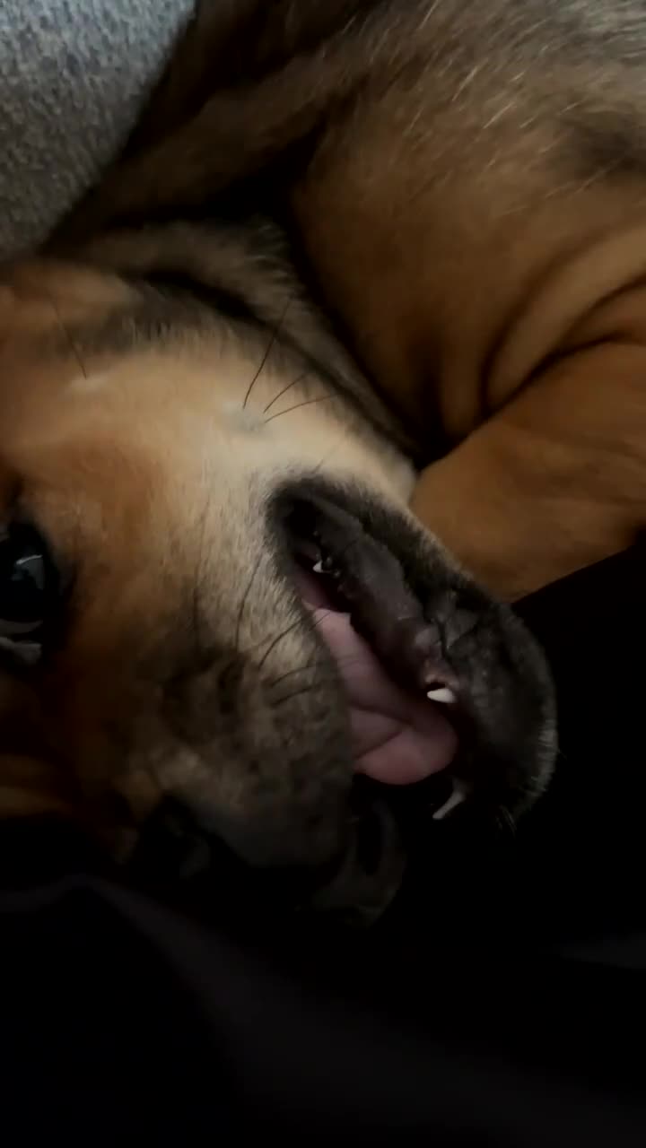 Jack Chi dogs for sale: Cugo  - Video 1
