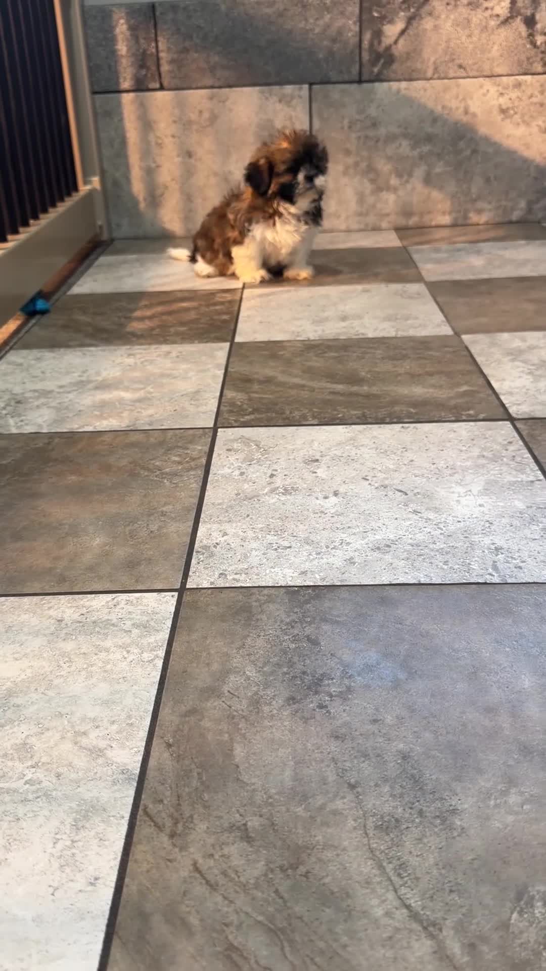 Shih Tzu dogs for sale: Wyatt - Video 1