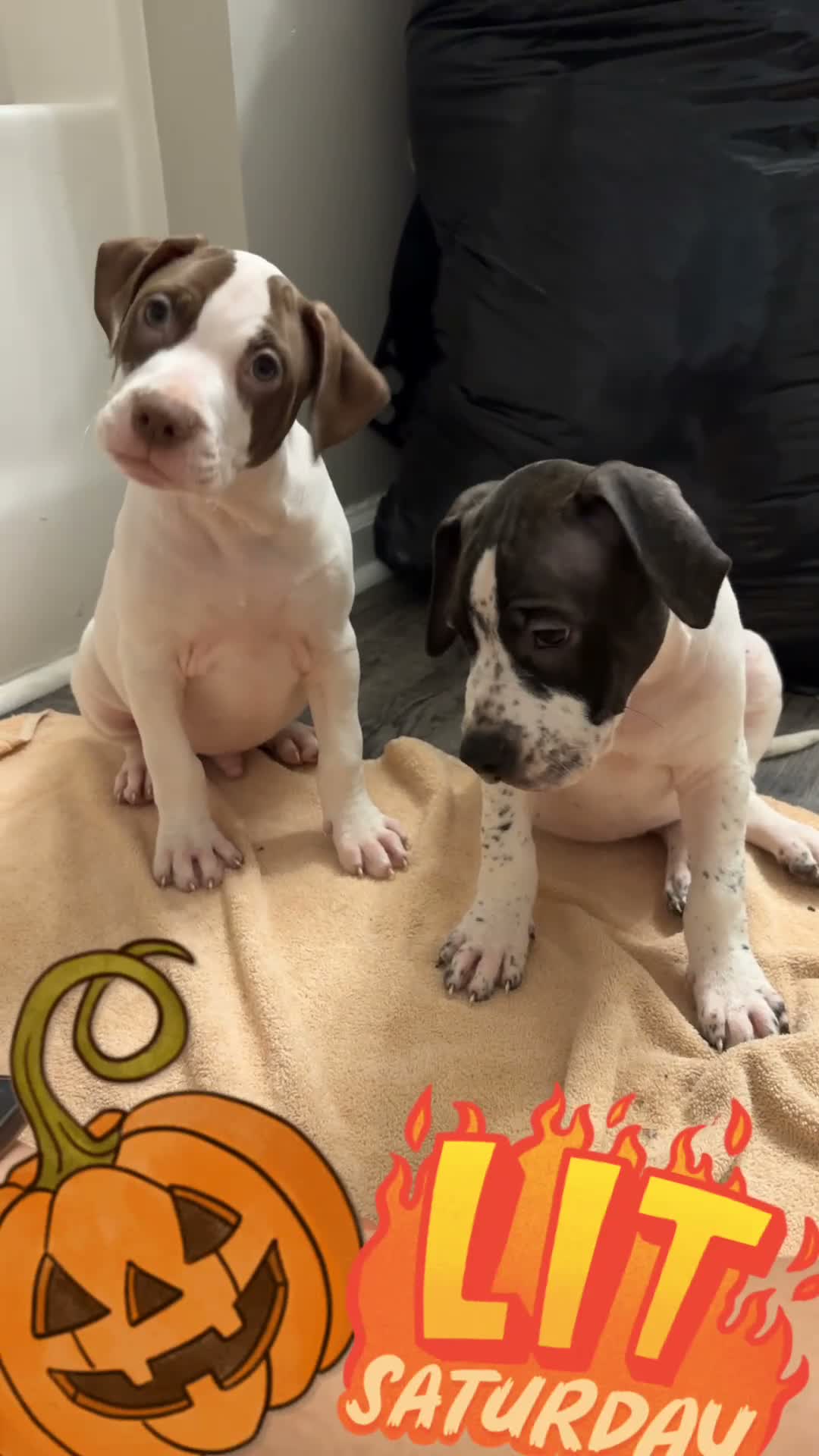 Mixed Breed dogs for sale: Mixed Breed 1 - Video 1
