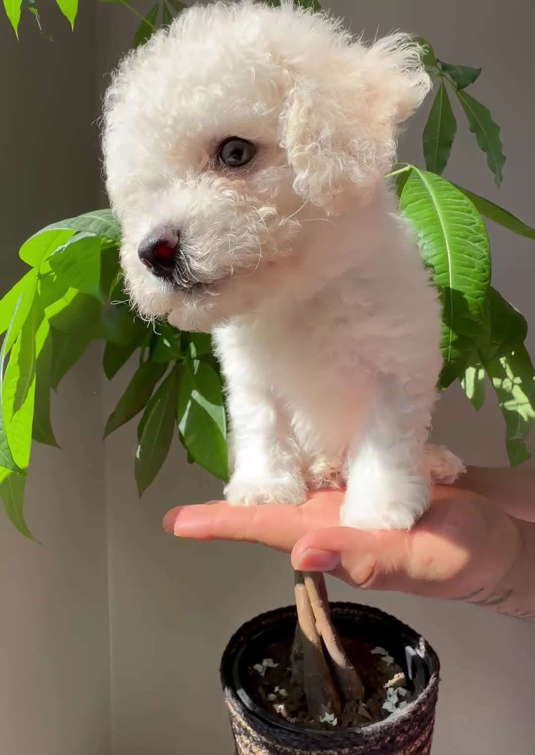 Maltipoo dogs for sale: Maltipoo 4 - Video 1