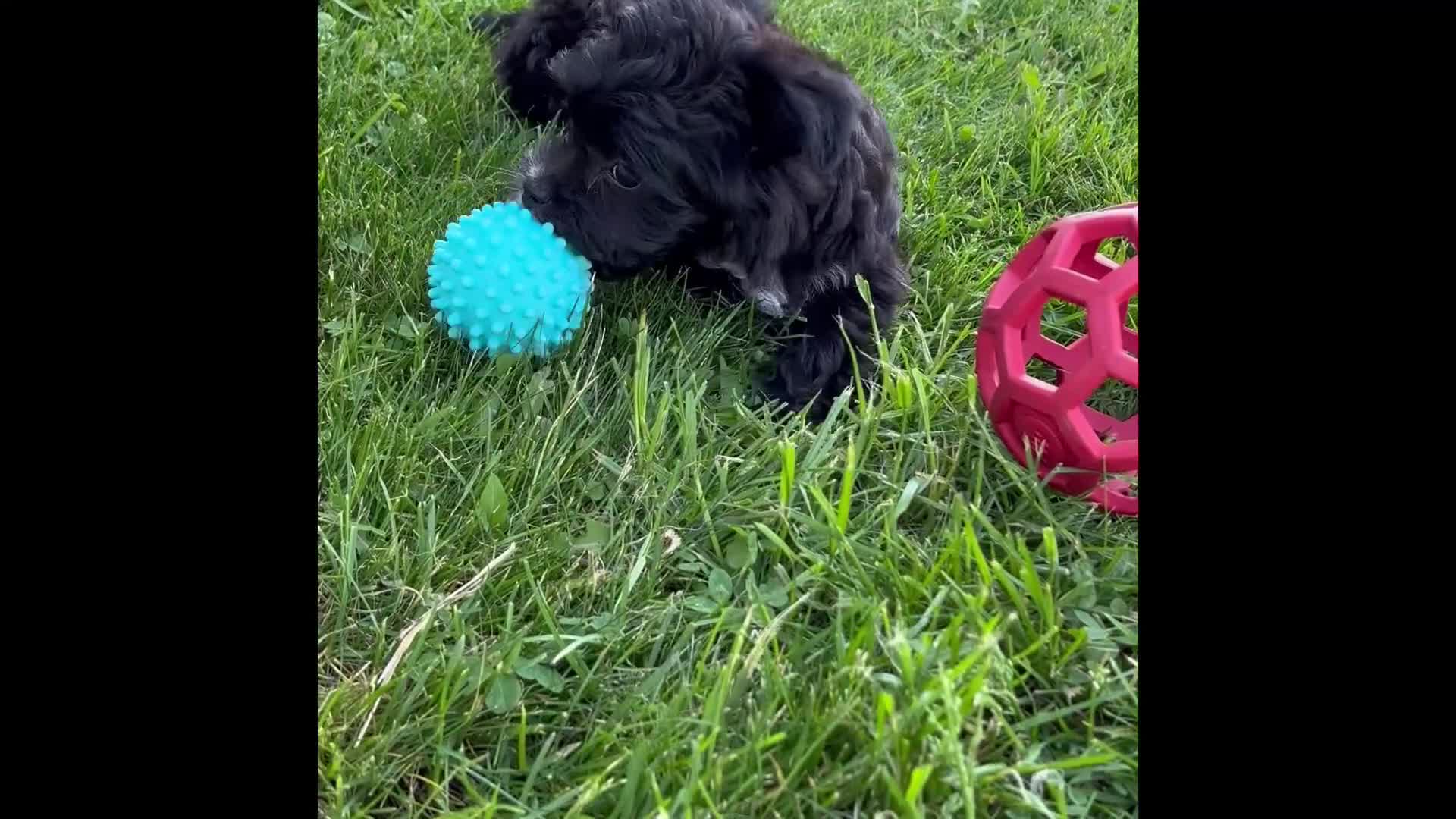 Morkie dogs for sale: Zoey - Video 1