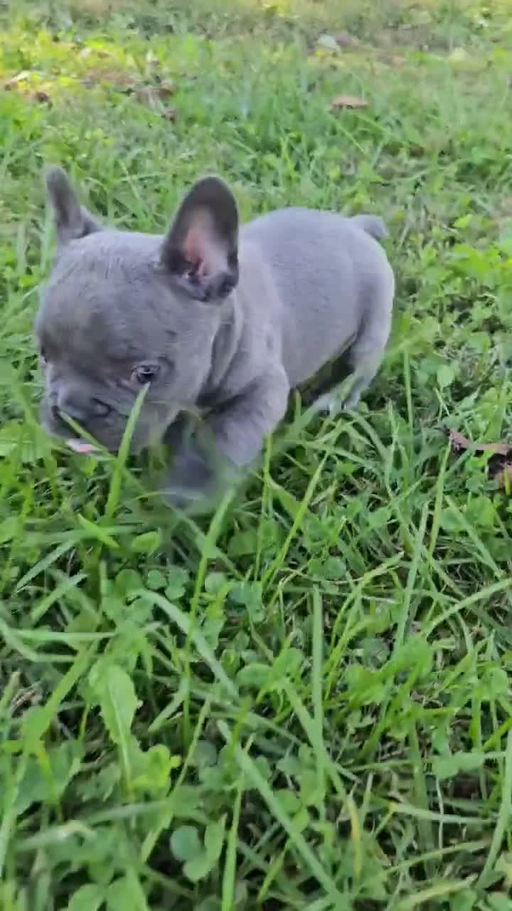 French Bulldog dogs for sale: Pippin - Video 1