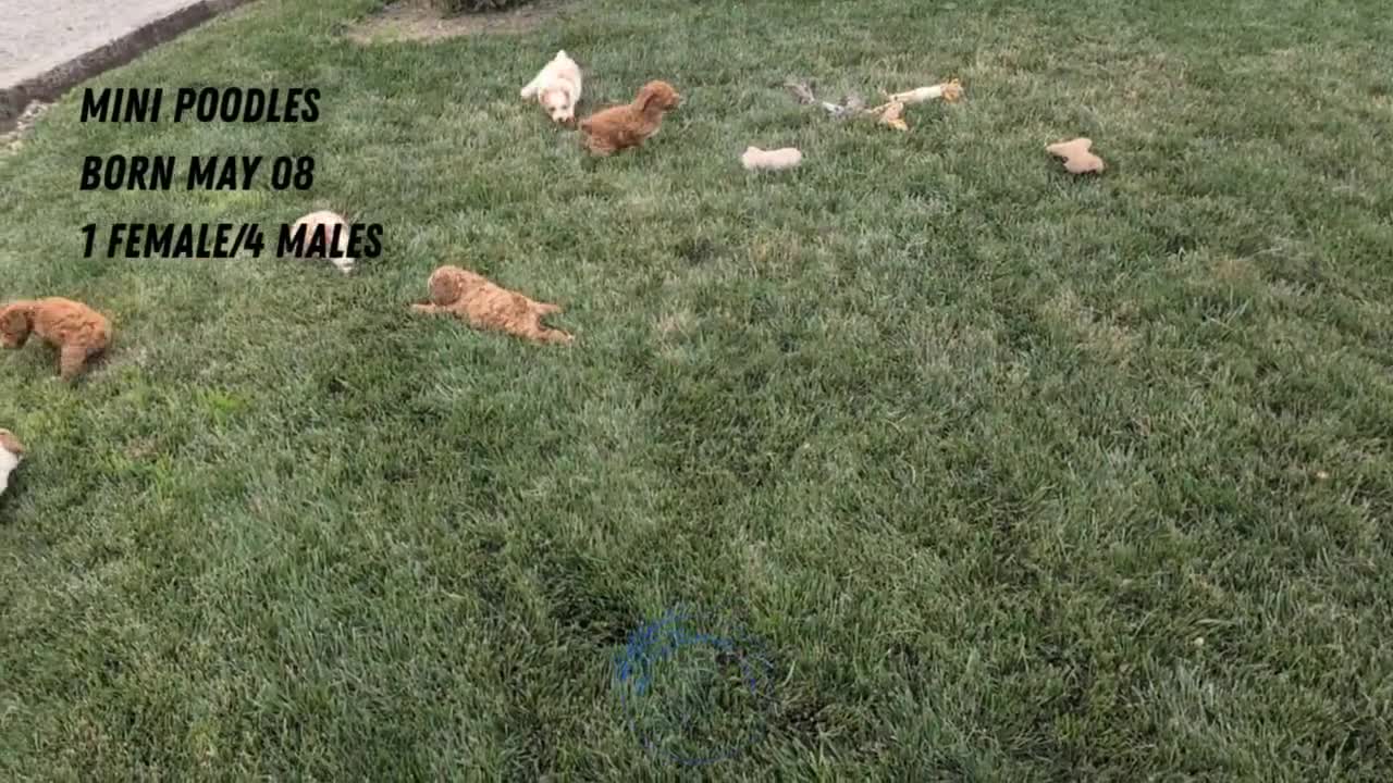 Miniature Poodle dogs for sale: Avery  - Video 3