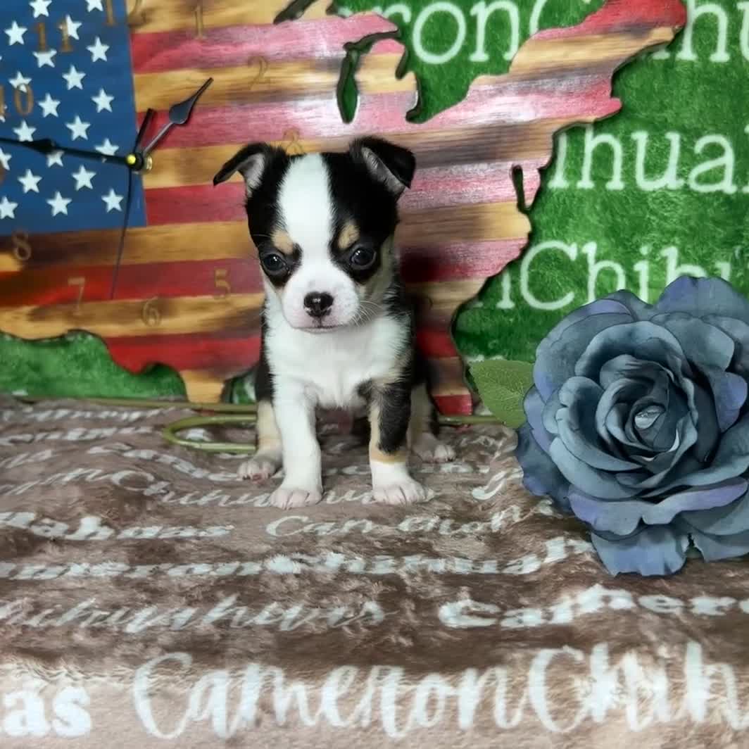 Chihuahua dogs for sale: Jethro Black Tricolor Short Coat - Video 1