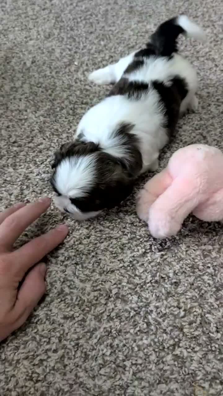 Shih Tzu dogs for sale: Kip - Video 1