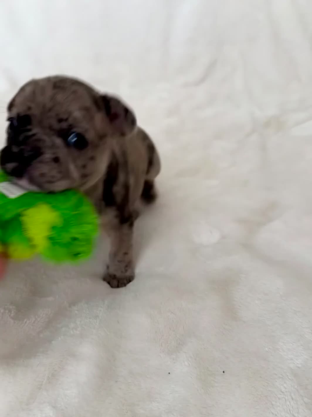 French Bulldog dogs for sale:  Patches - Video 1