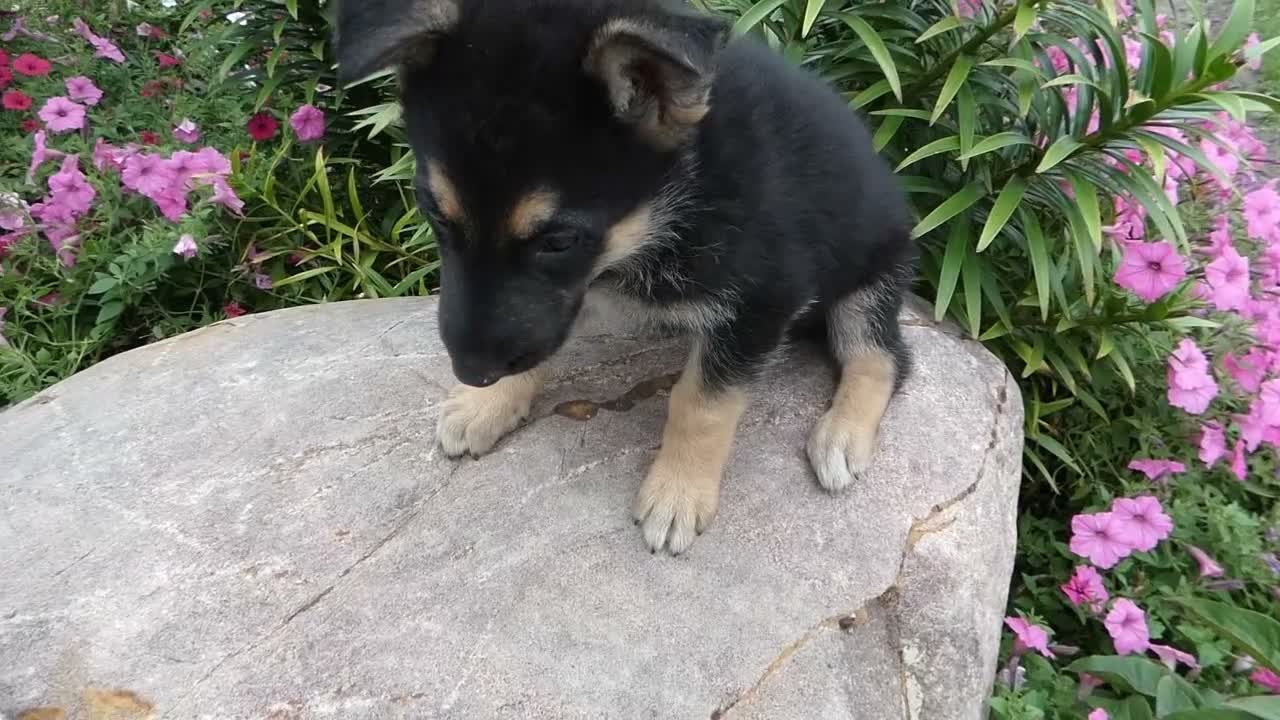 German Shepherd dogs for sale: German Shepherd 9 Carolina - Video 1