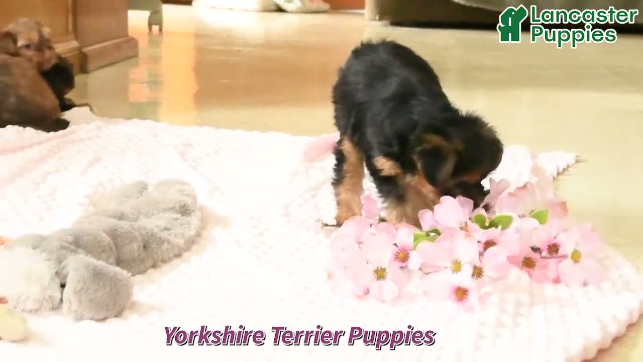 Yorkshire Terrier dogs for sale: Yoyo - Video 1