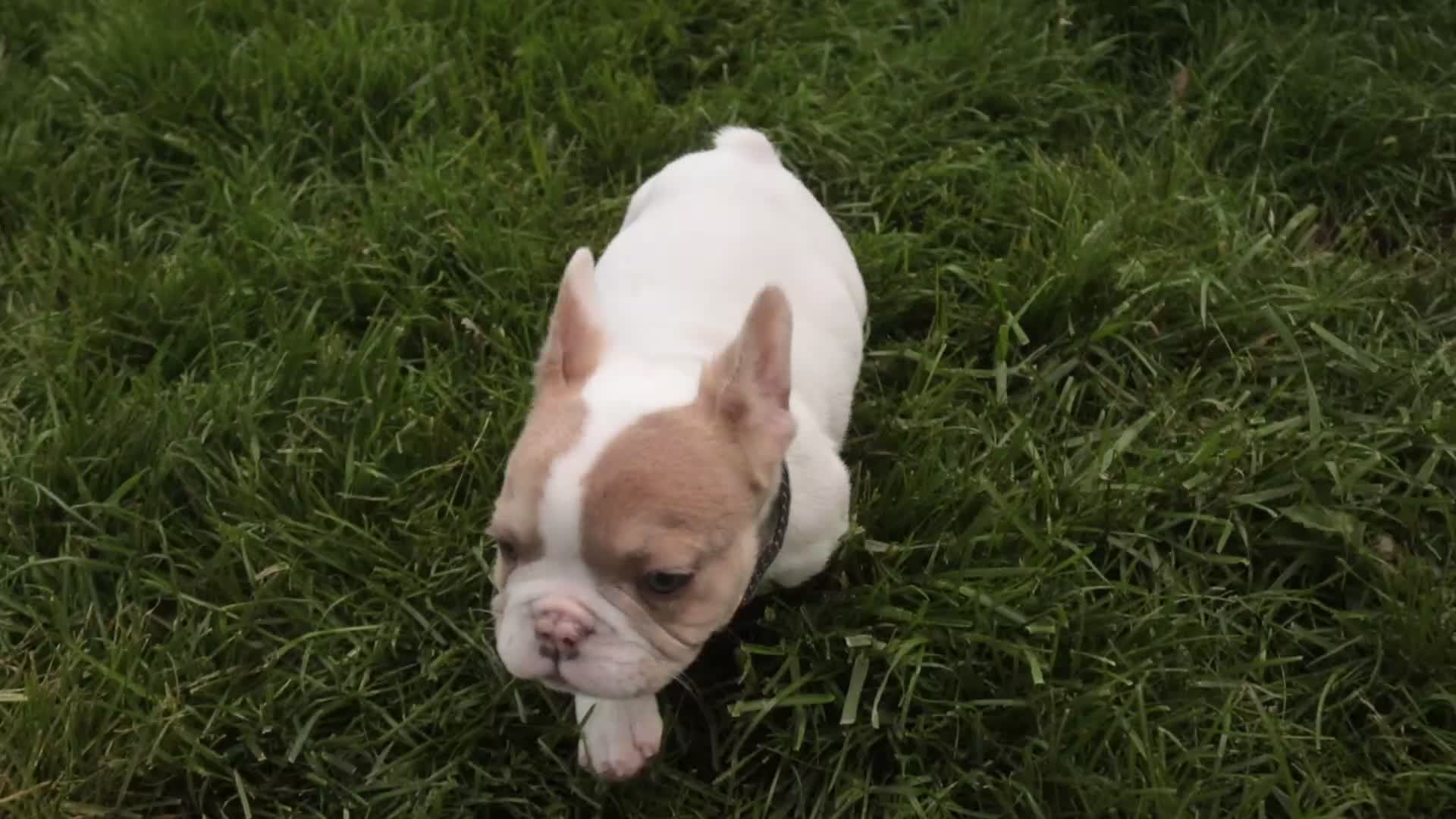 French Bulldog dogs for sale: Romeo - Video 1