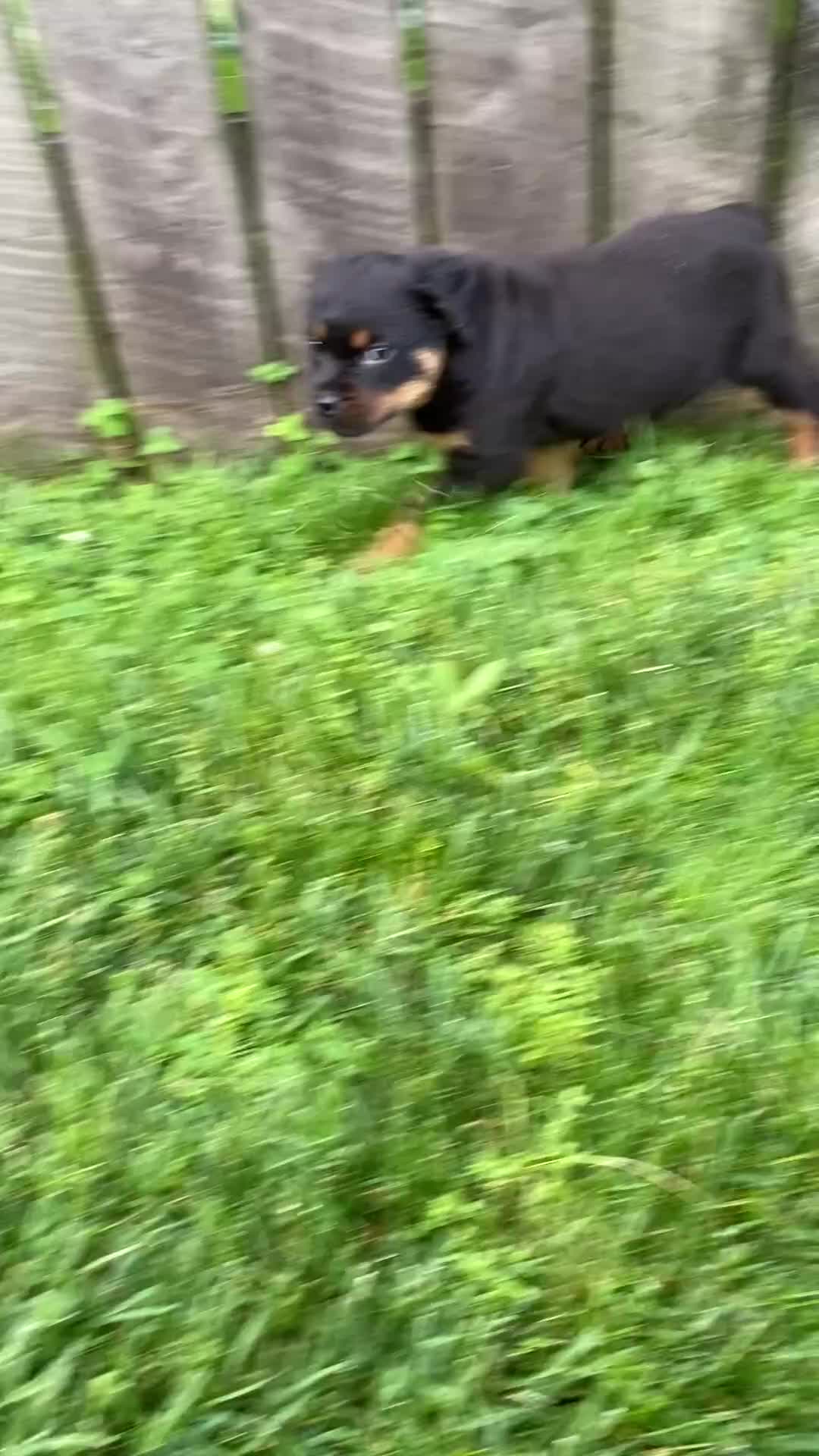 Rottweiler dogs for sale: Vixen  - Video 1