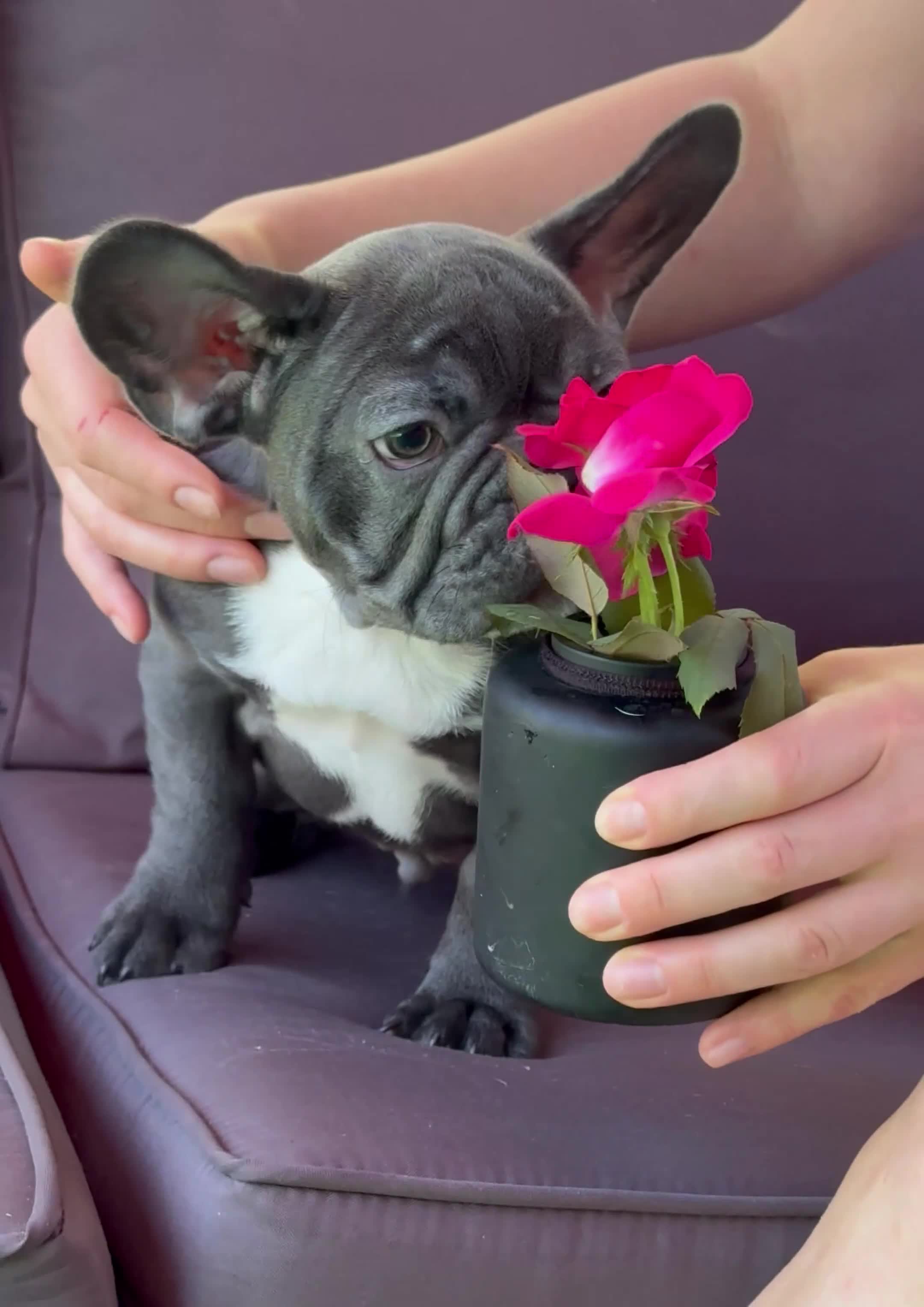 French Bulldog dogs for stud: French Bulldog - Video 1