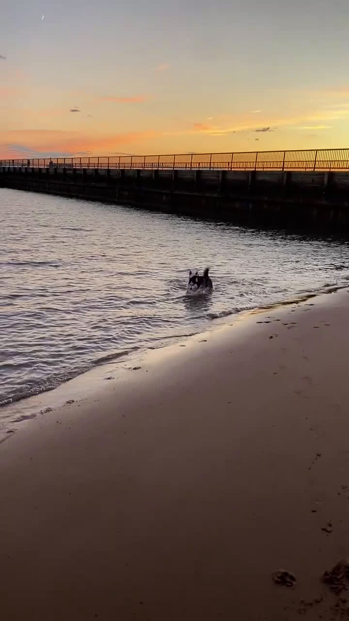 Pomsky dogs for sale: Bree  - Video 6