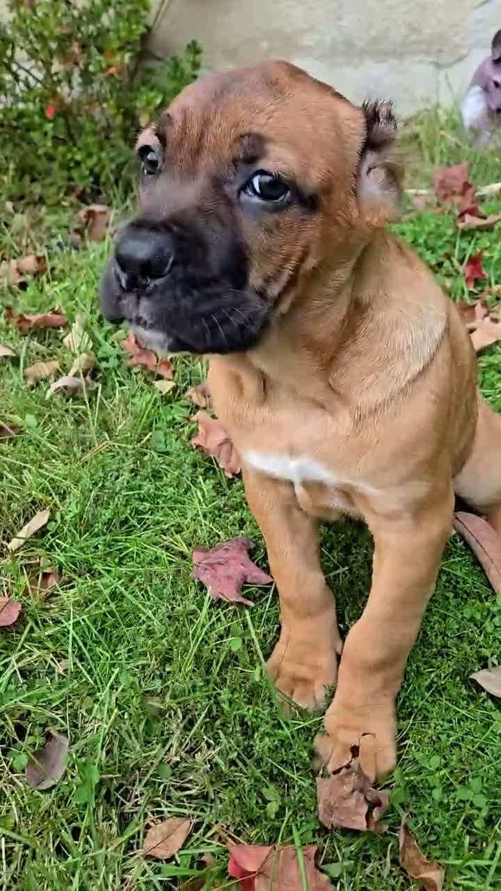 Cane Corso dogs for sale: AKC Vladimir  - Video 1