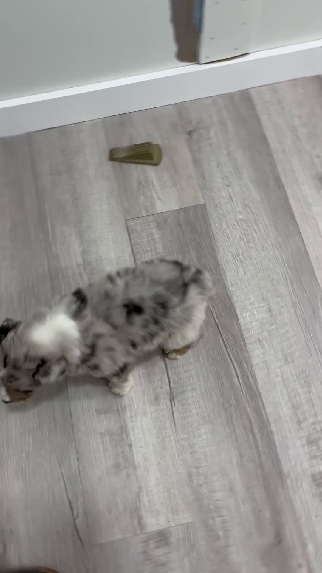 Australian Shepherd dogs for sale: Lacey - Video 1