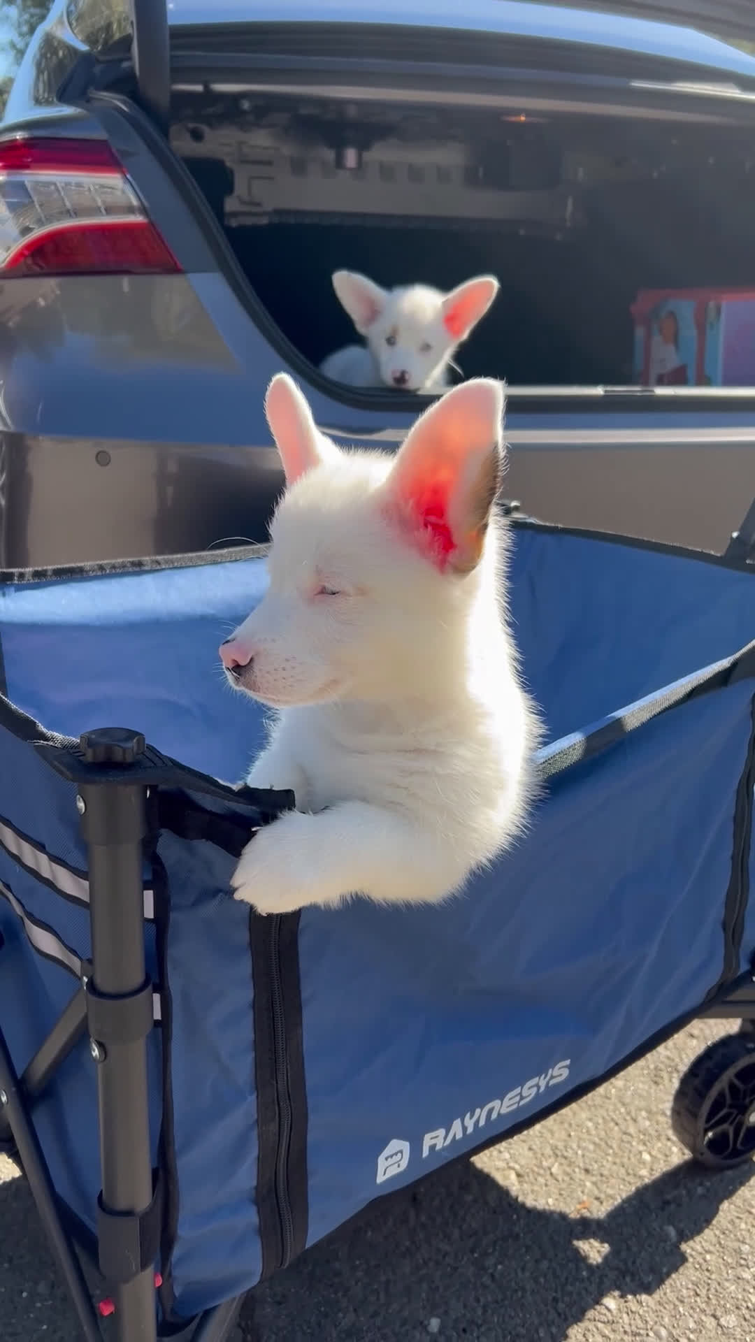 Welsh Corgi Pembroke dogs for sale:  Wolfie Stache - blue eyes - Video 1