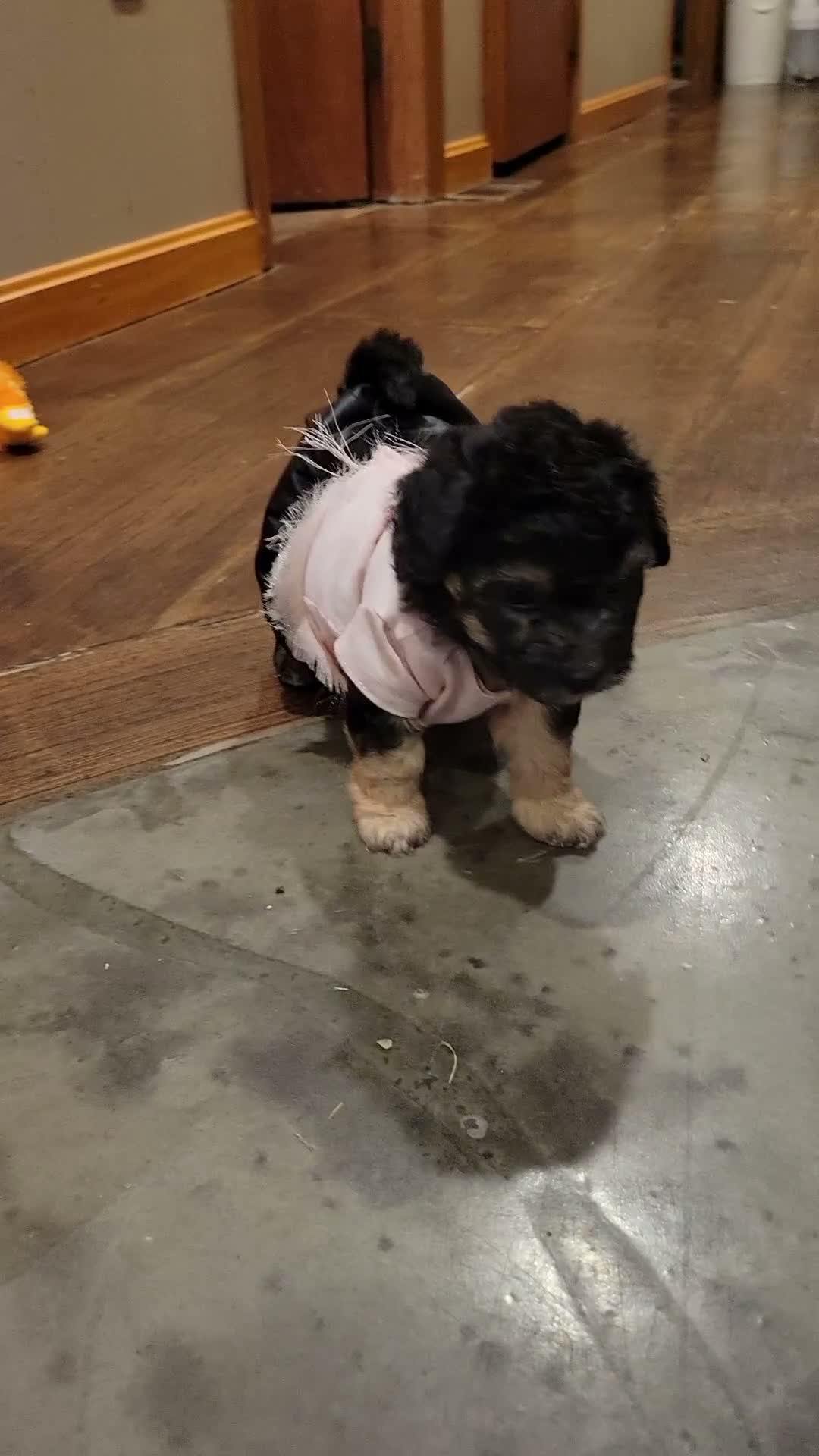 Bichpoo dogs for sale: Ember  - Video 3