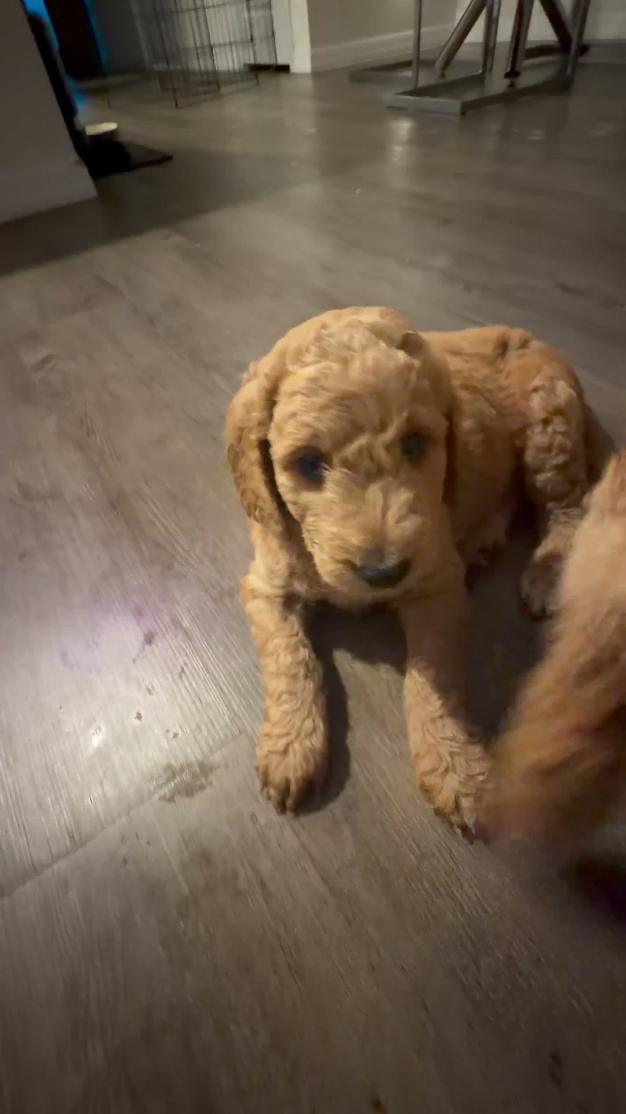 Goldendoodle dogs for sale: Biscuit - Video 1