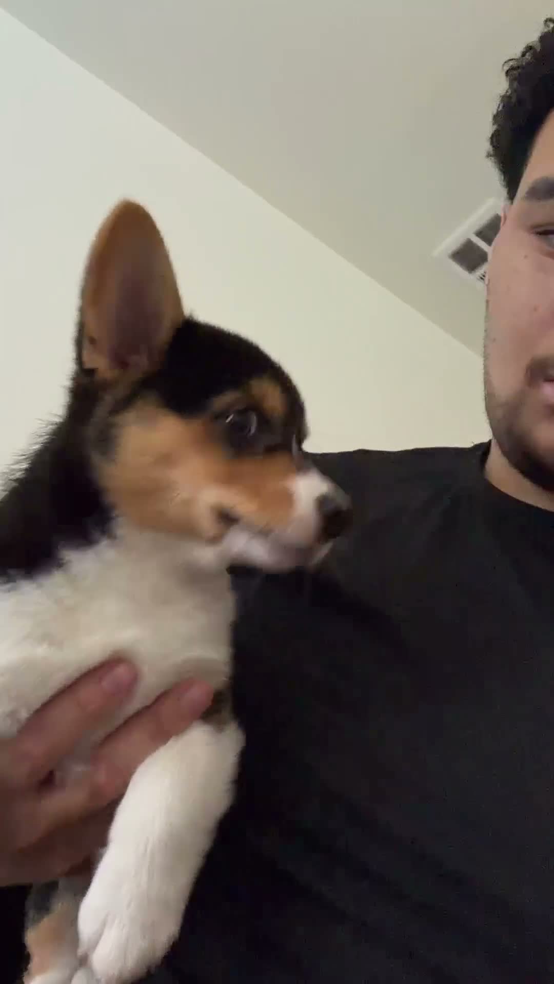 Welsh Corgi Pembroke dogs for sale: Welsh Corgi Pembroke 1 - Video 1