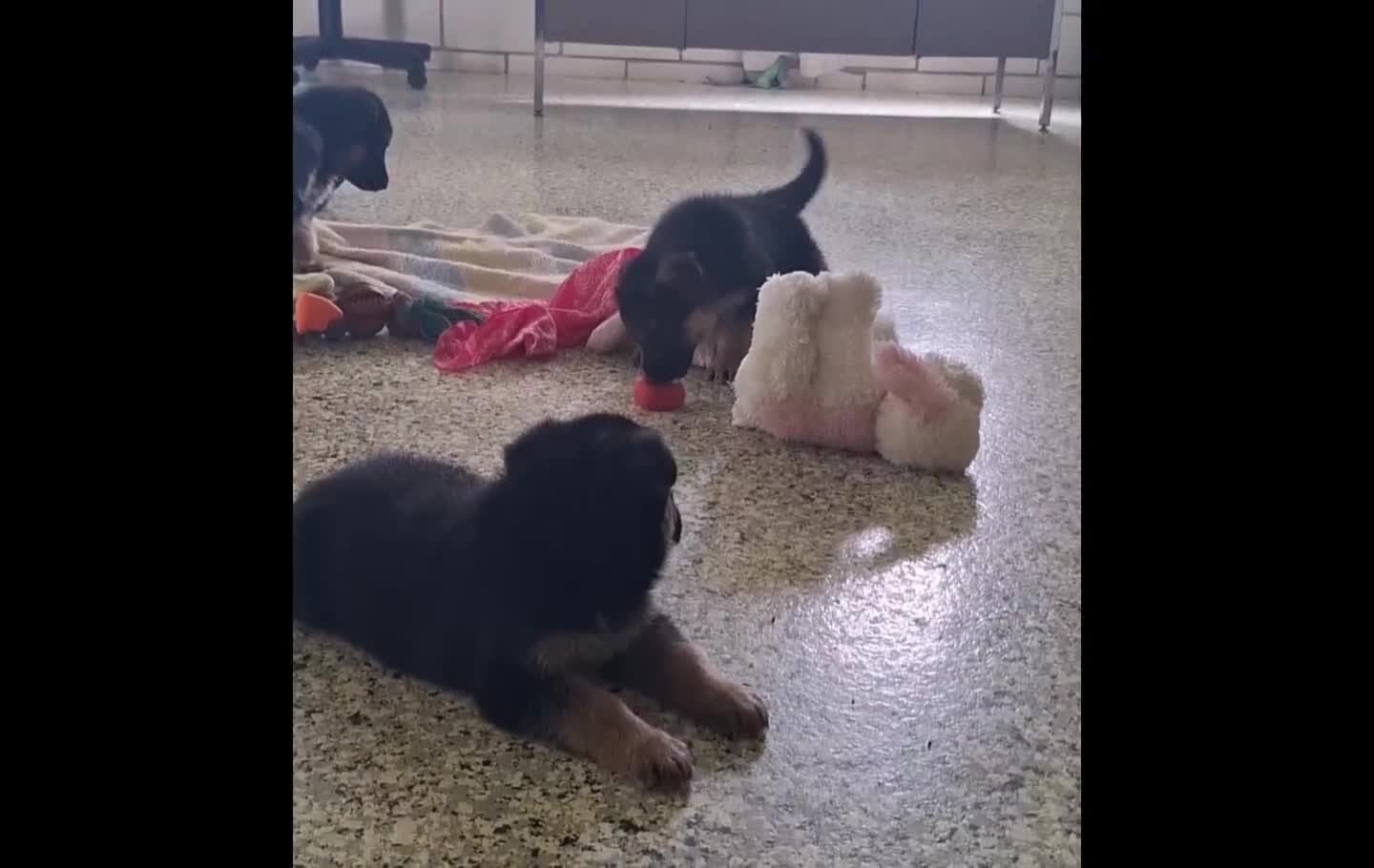 German Shepherd dogs for sale: Liliosa - Video 1
