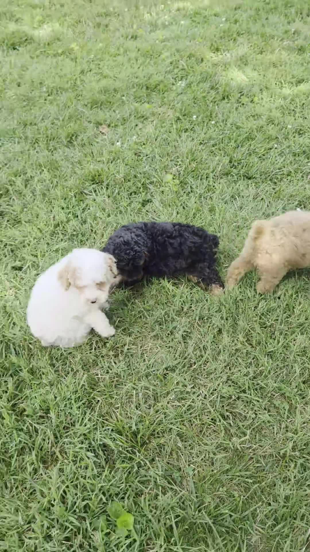 Miniature Poodle dogs for sale: Zeke - Video 1