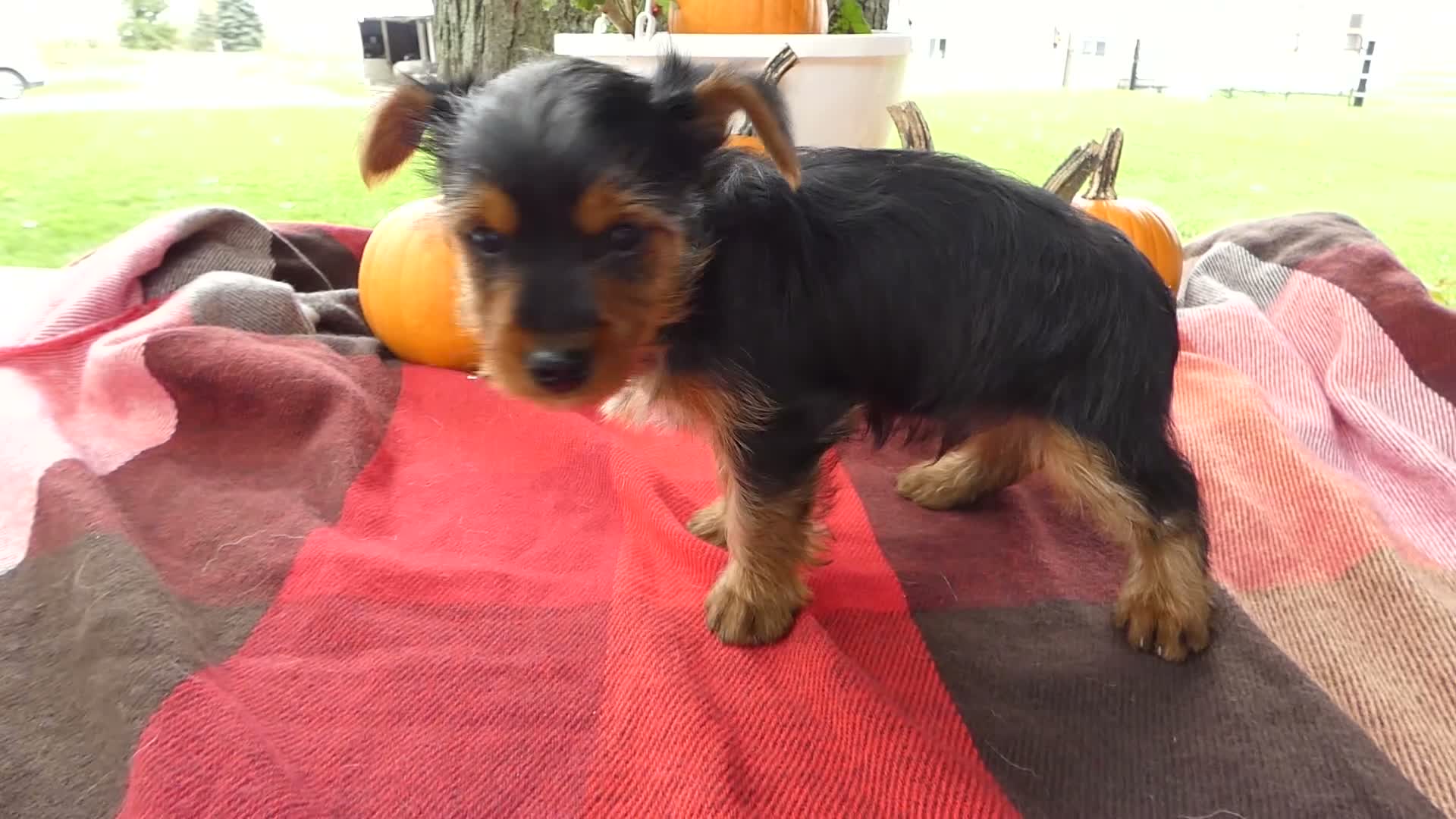 Yorkshire Terrier dogs for sale: Yorkshire Terrier 1 Midas - Video 1