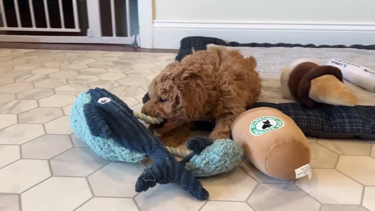 Mini Goldendoodle dogs for sale: Trevor - Video 1